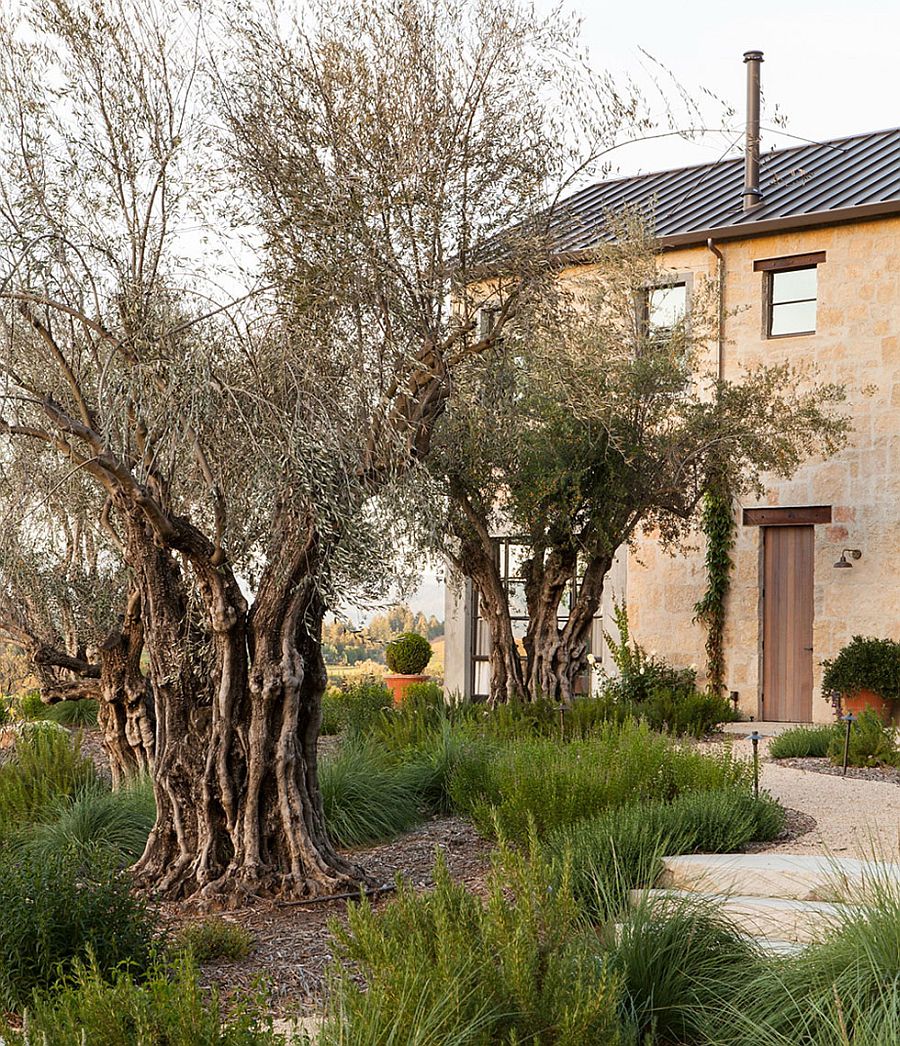 Landscape around the ranch house with olive trees
