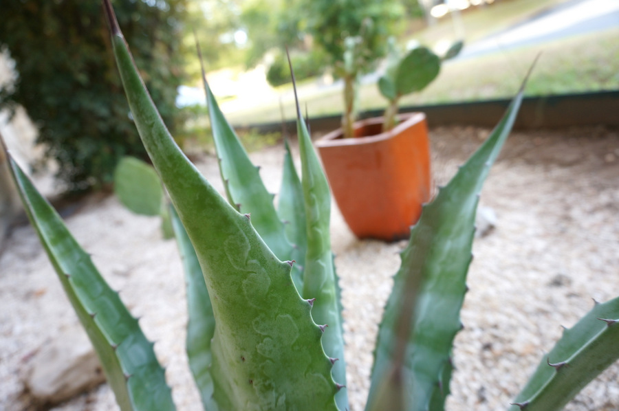 Blue agave in a gravel garden