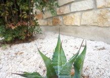 Blue-agave-in-a-graveled-garden-217x155