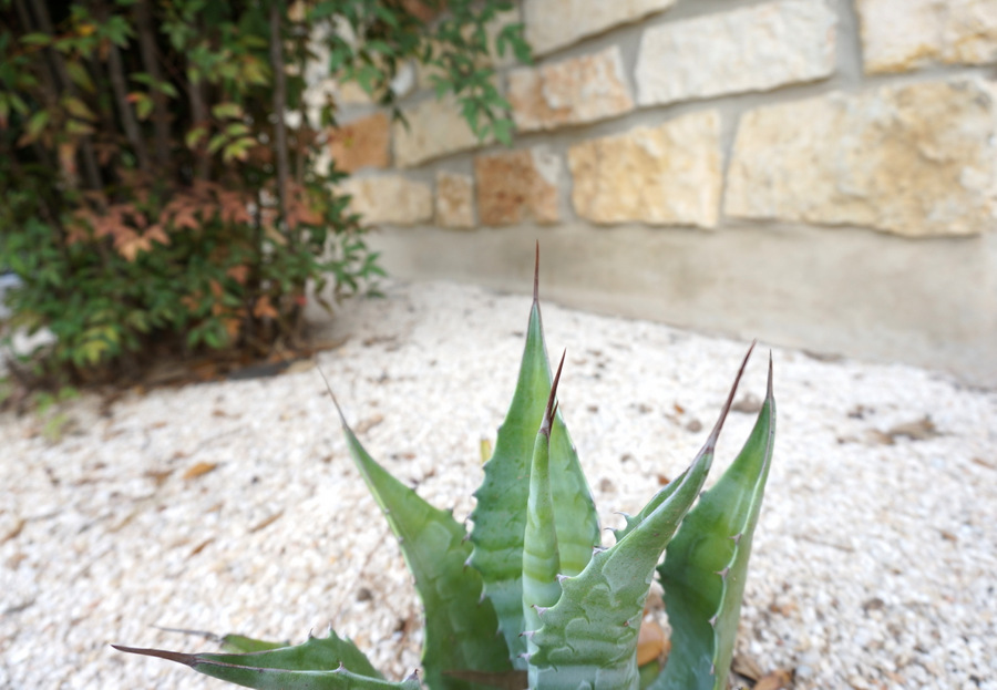 Blue agave in a graveled garden