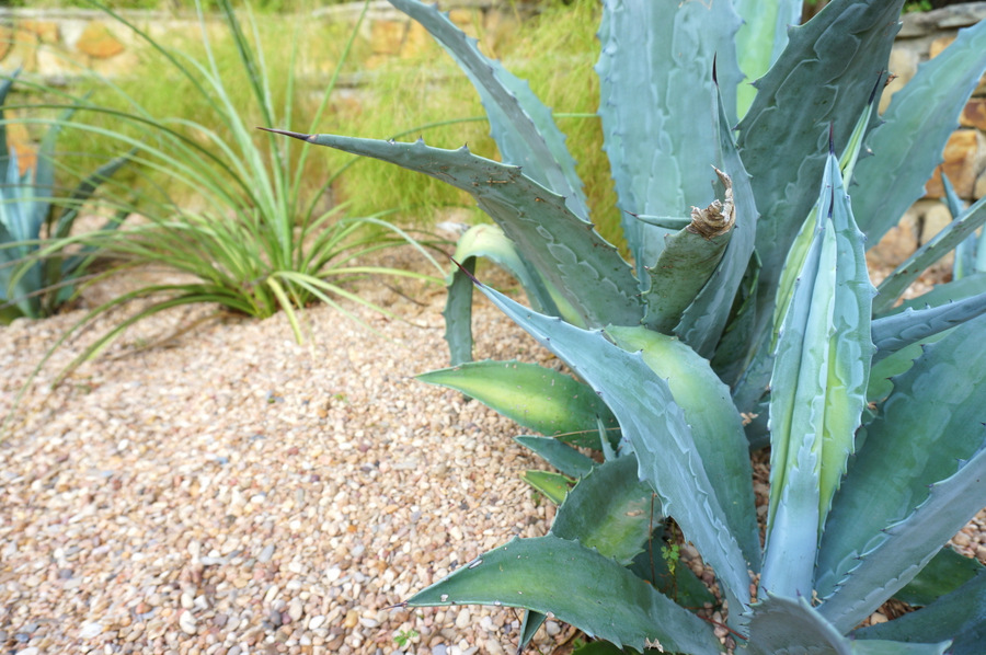 Blue agave plant in a graveled yard
