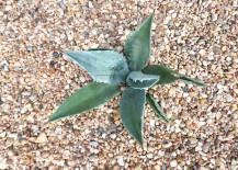 Blue-agave-plant-in-gravel-217x155