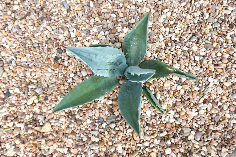 Blue agave plant in gravel