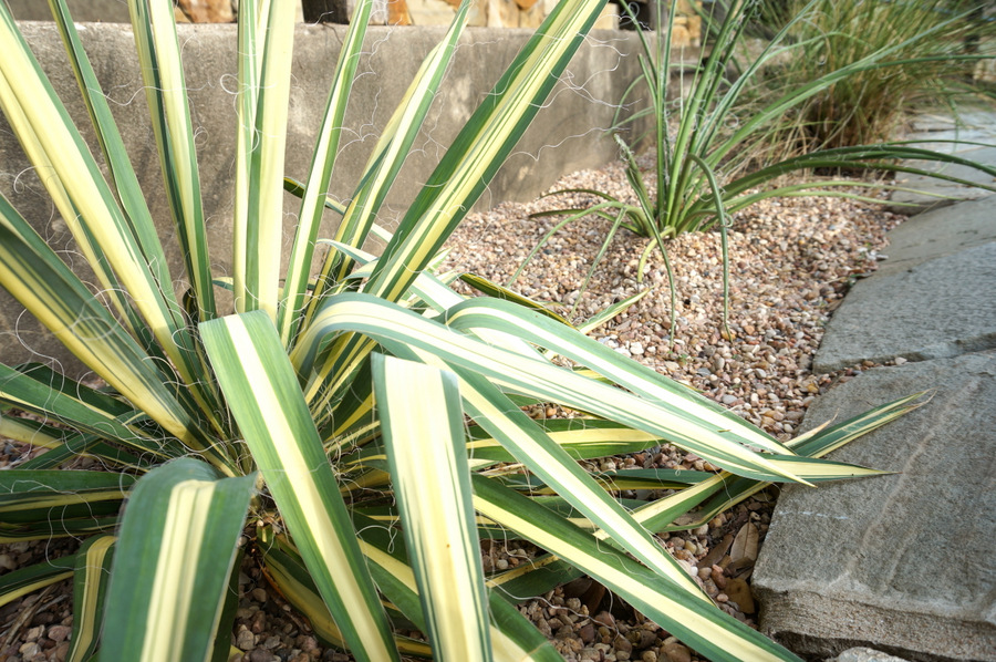 Color Guard Yucca in a graveled yard