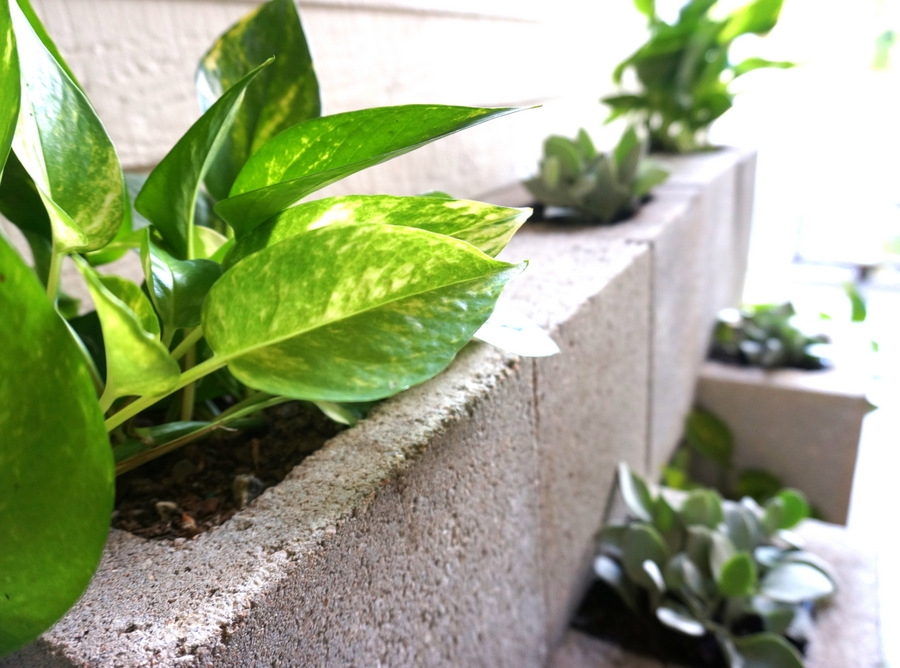 Concrete block wall with Golden Pothos
