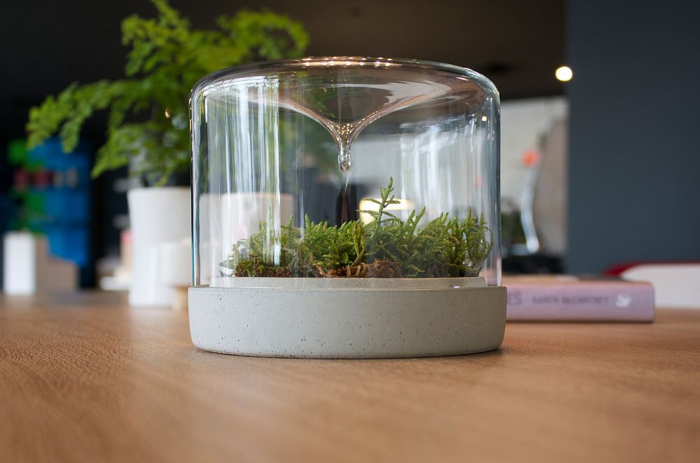 Easy-to-maintain contemporay design of the delightful little mossarium