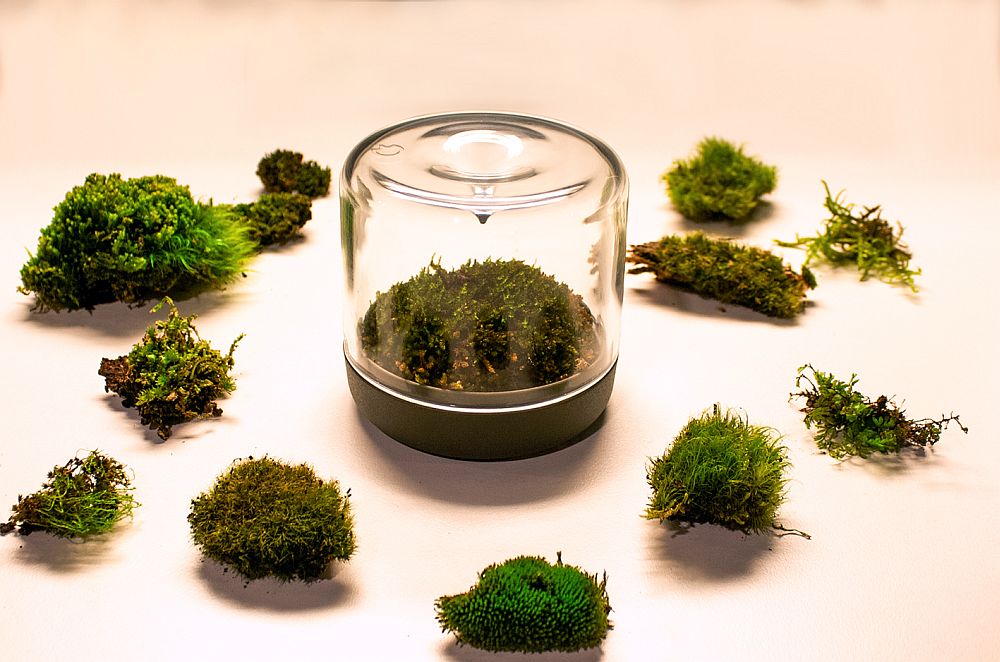 Sanctuary S Rainforest Terrarium - Moss