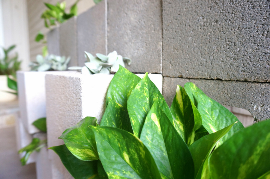 Golden Pothos planted in a concrete block wall
