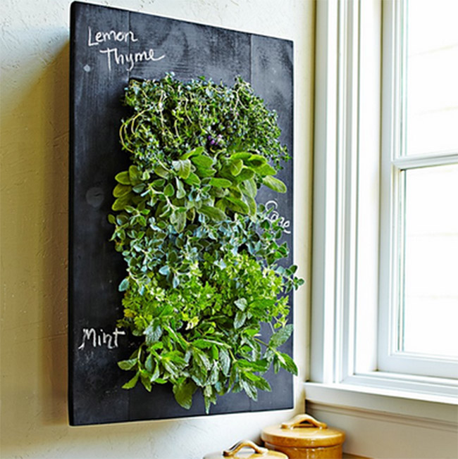 indoor vertical garden on chalkboard backing beside window