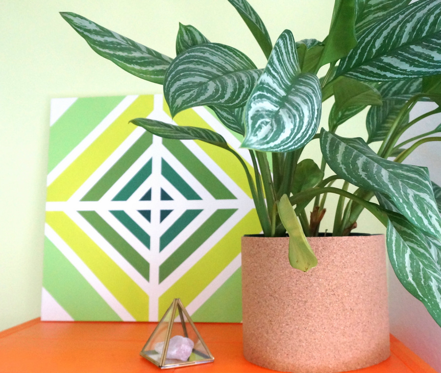 Large plant and geo art on an orange shelf