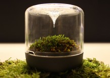 Natural-process-of-evaporation-and-condensation-provide-water-to-the-moss-217x155