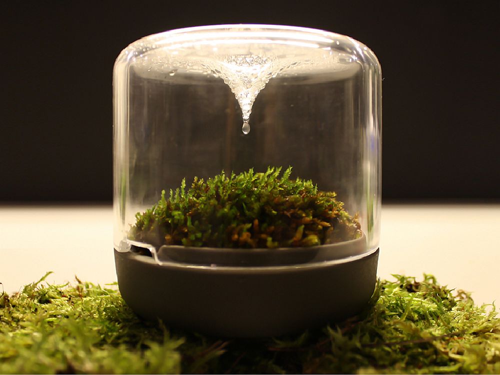 Natural process of evaporation and condensation provide water to the moss