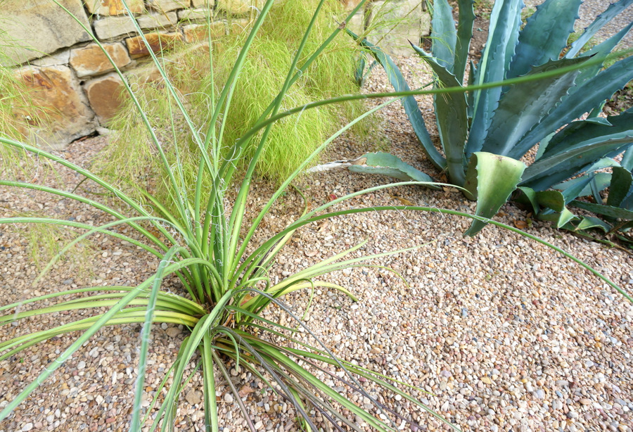 Pea gravel, yucca and blue agave