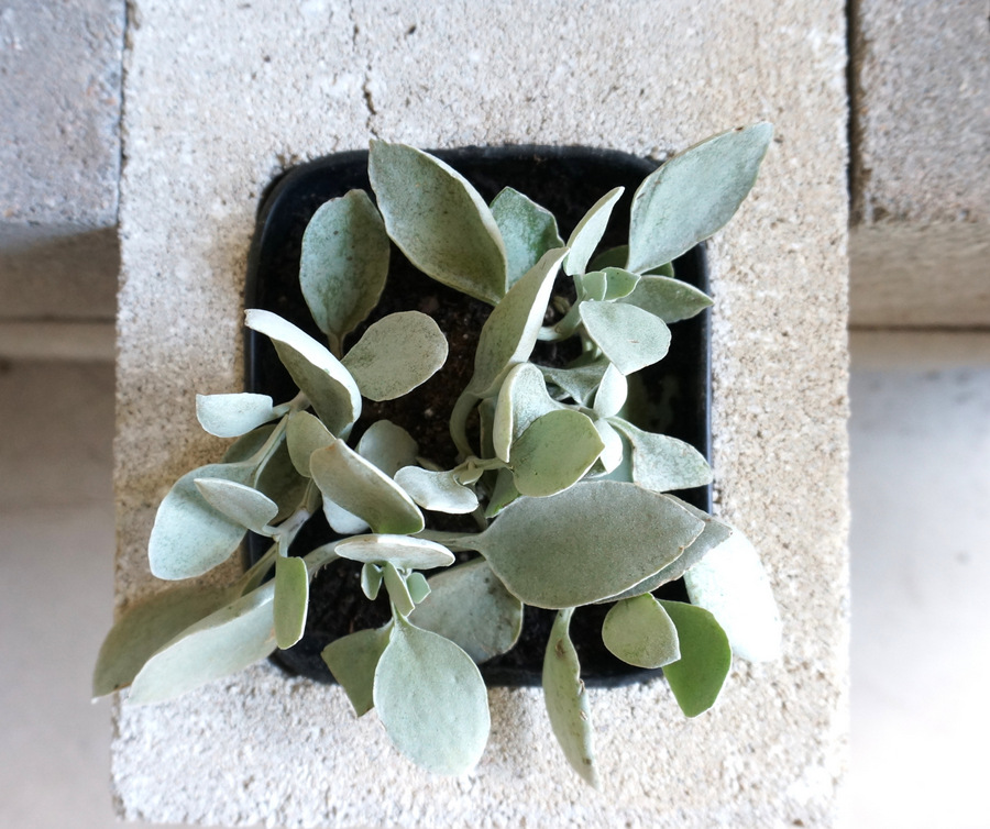 Planting in your cinder block wall