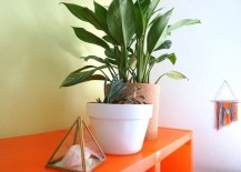 Plants-are-ideal-for-shelf-top-style-217x155