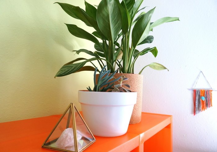 Plants are ideal for shelf-top style