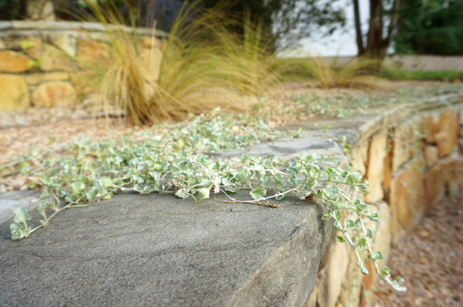 Silver falls dichondra in a graveled terraced yard-001