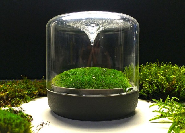 Sanctuary: Little Mossarium Brings a Slice of Natural Haven Indoors ...