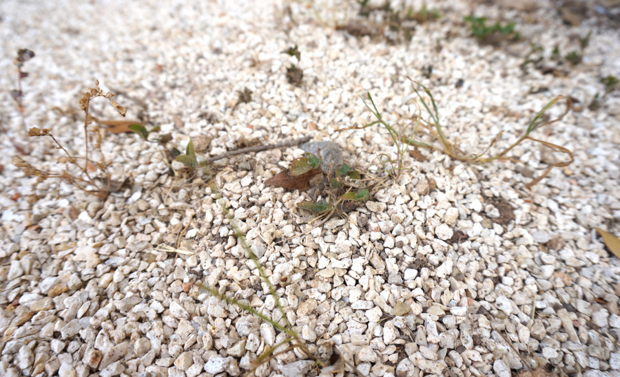 Weeds poking through the landscape fabric