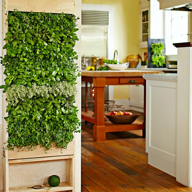 indoor living herb wall