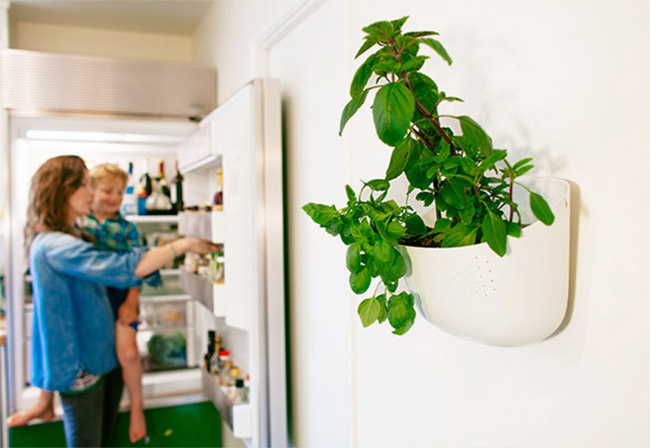 indoor vertical garden planter on kitchen wall