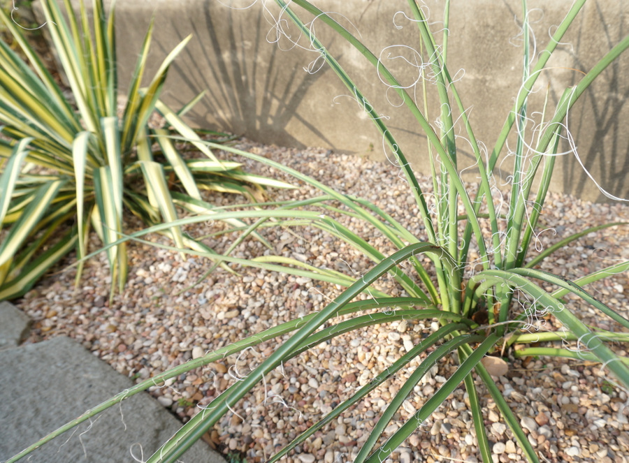 Yucca in a terraced yard