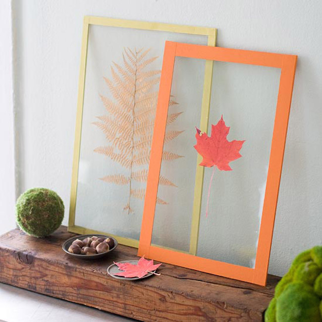 Leaves pressed between clear plastic