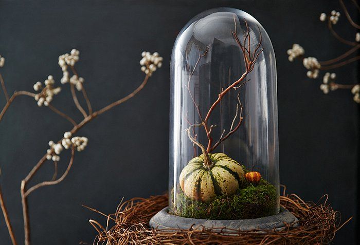 Miniature pumpkin with mossy bed under a cloche