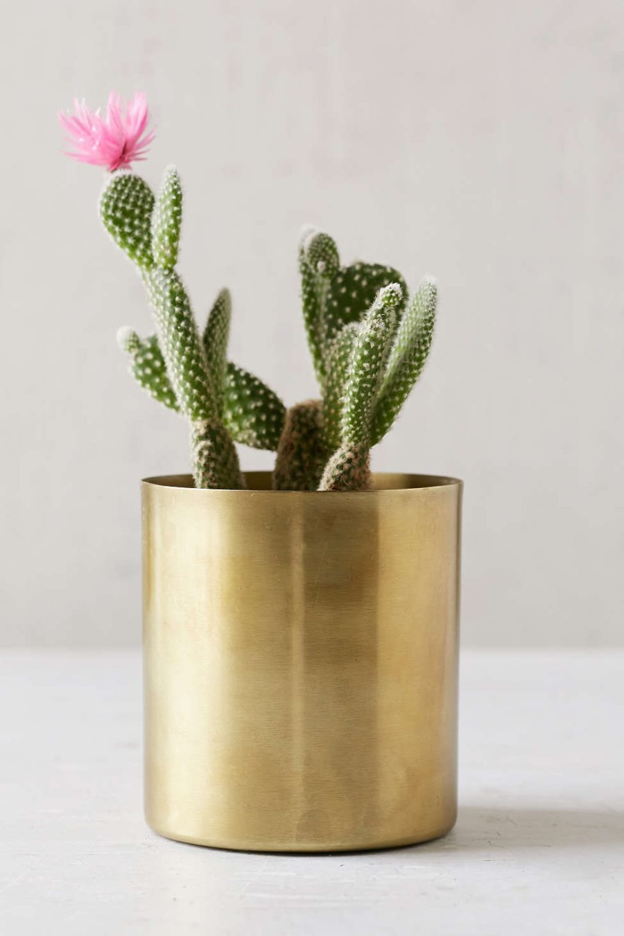 Flowering cactus in a metal planter from Urban Outfitters
