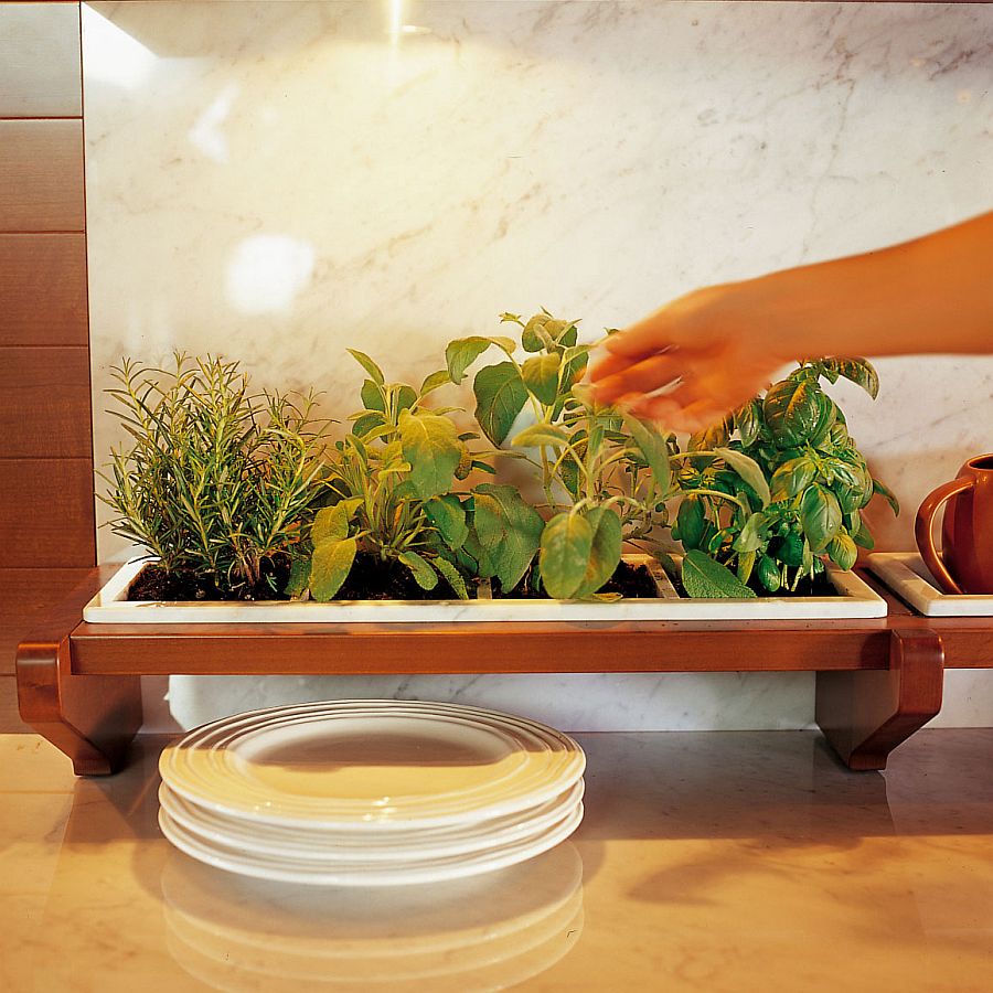 A small herb garden in the kitchen serves you in more ways than one
