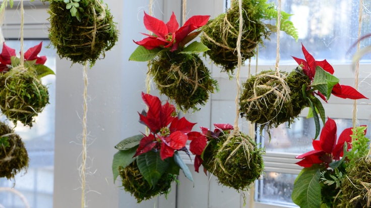 Assorted ferns, peperomia, and poinsettia make unique Christmas ornaments