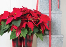 Poinsettias-displayed-in-red-boots-217x155