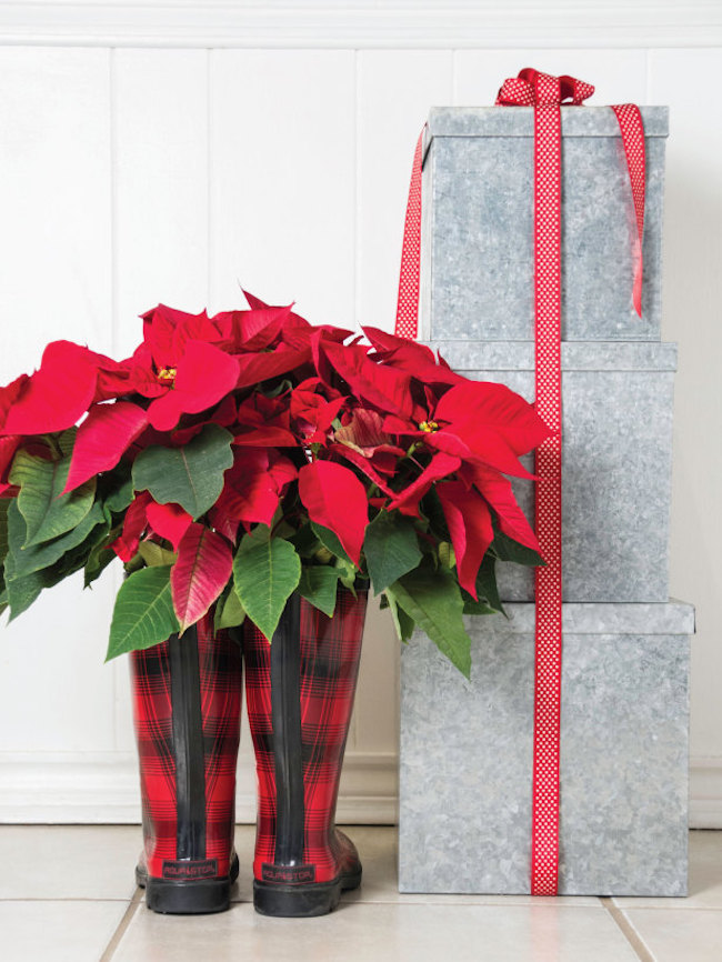 Poinsettias displayed in red boots