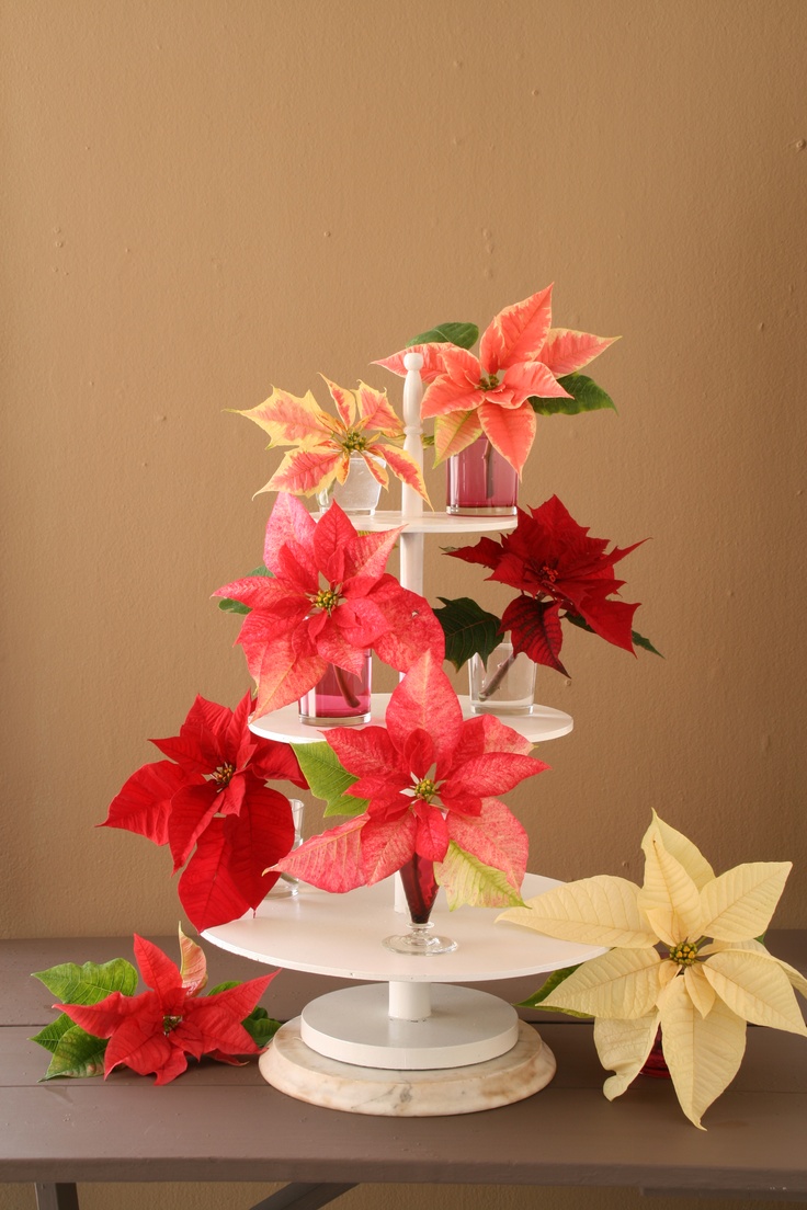 Poinsettias in different shades displayed on a tiered tray