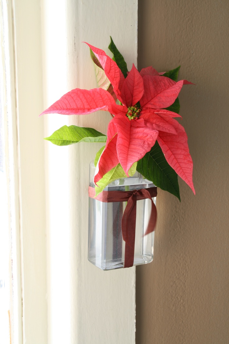 Poinsettias in glass or plastic container with ribbon