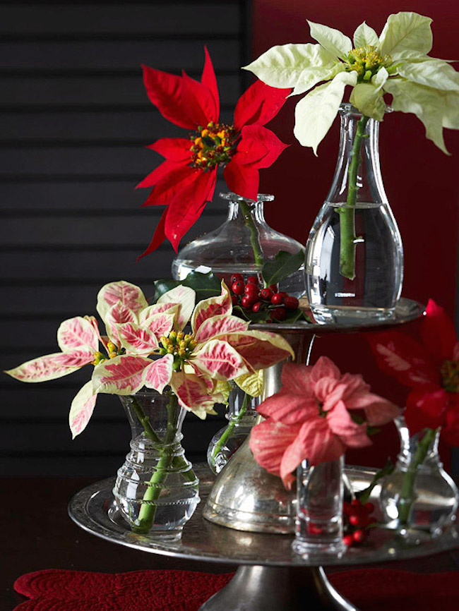 Snipped poinsettias in glass vases bring a new look to this classic holiday flower