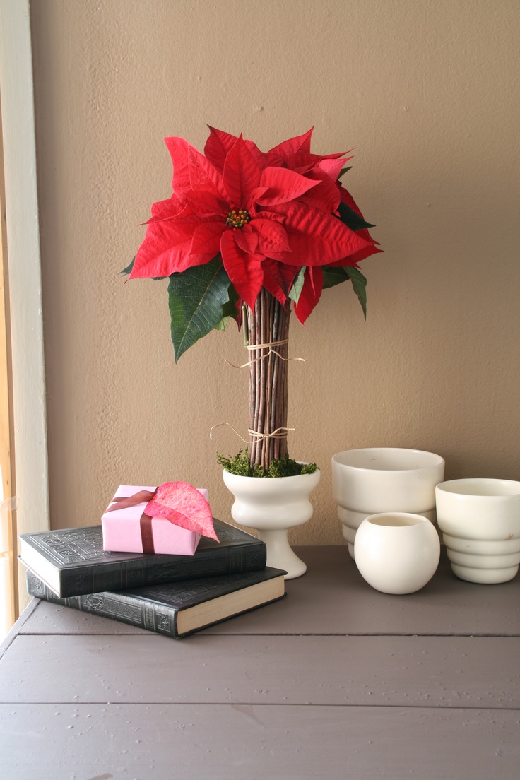 Some red poinsettias displayed with a collection of sticks