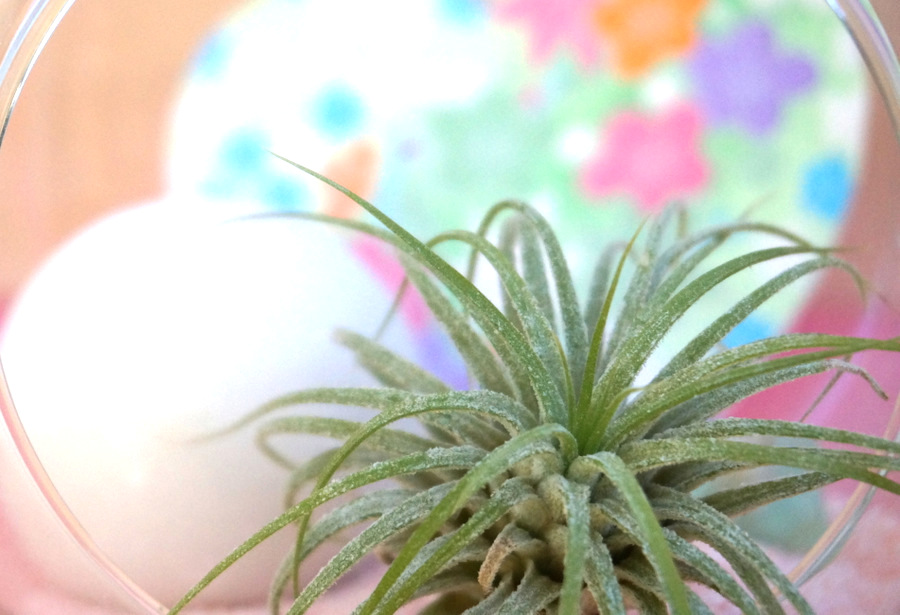 Air plant close-up in a terrarium