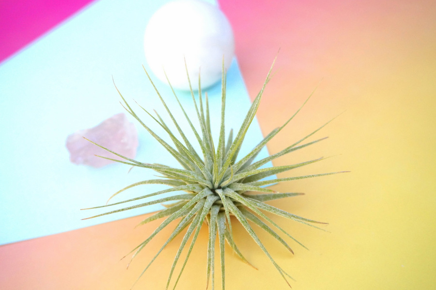 Air plant still life