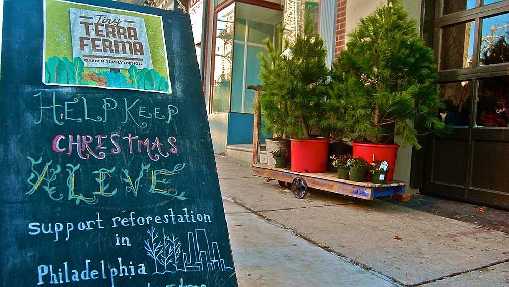 Buying live Christmas trees allows you to replant them in the garden