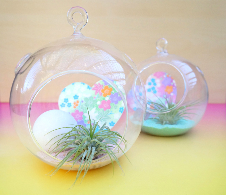 DIY pastel air plant terrariums