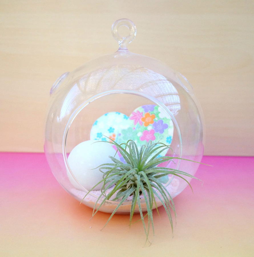 Valentine's Day air plant terraraium-001