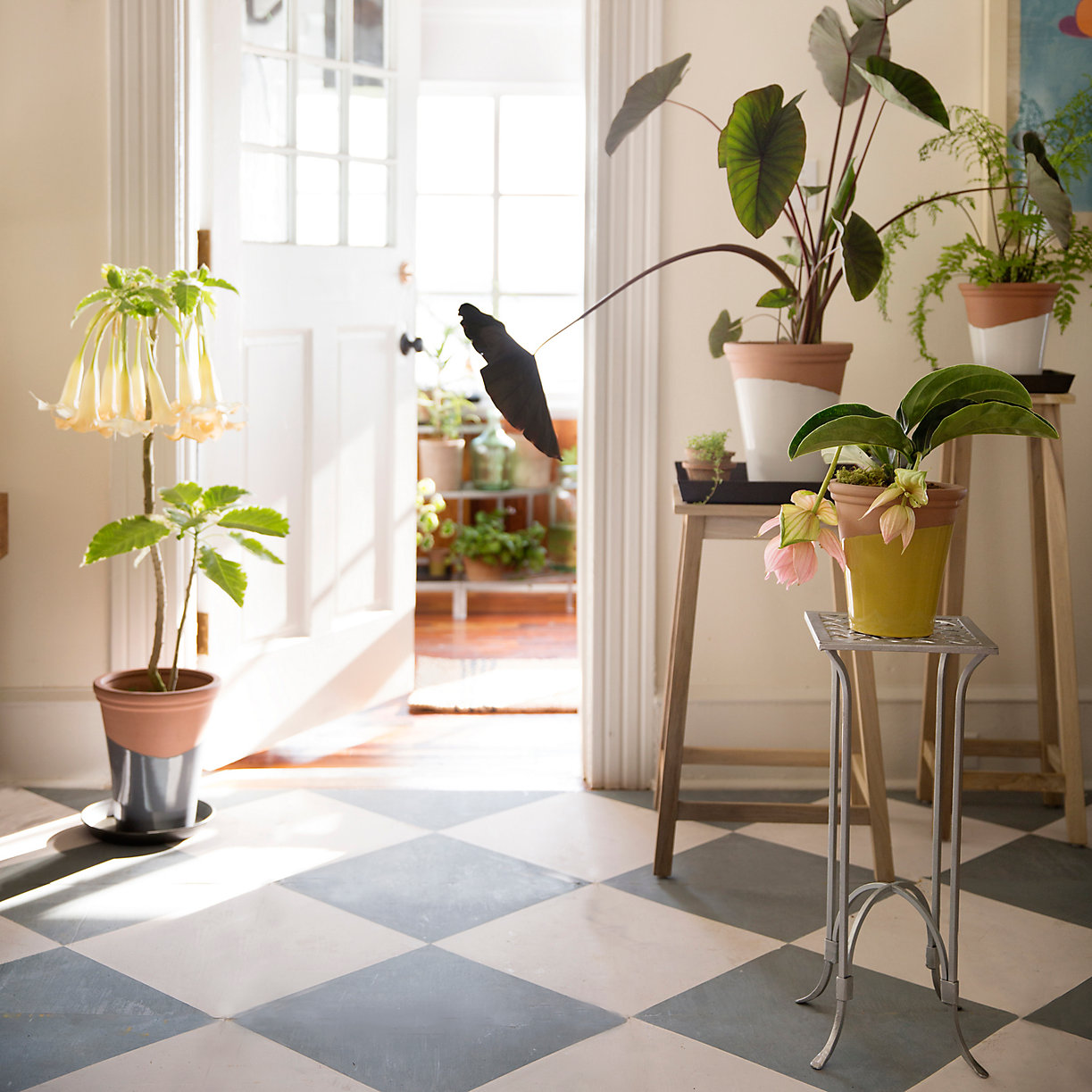 Potted plants on a checkered floor