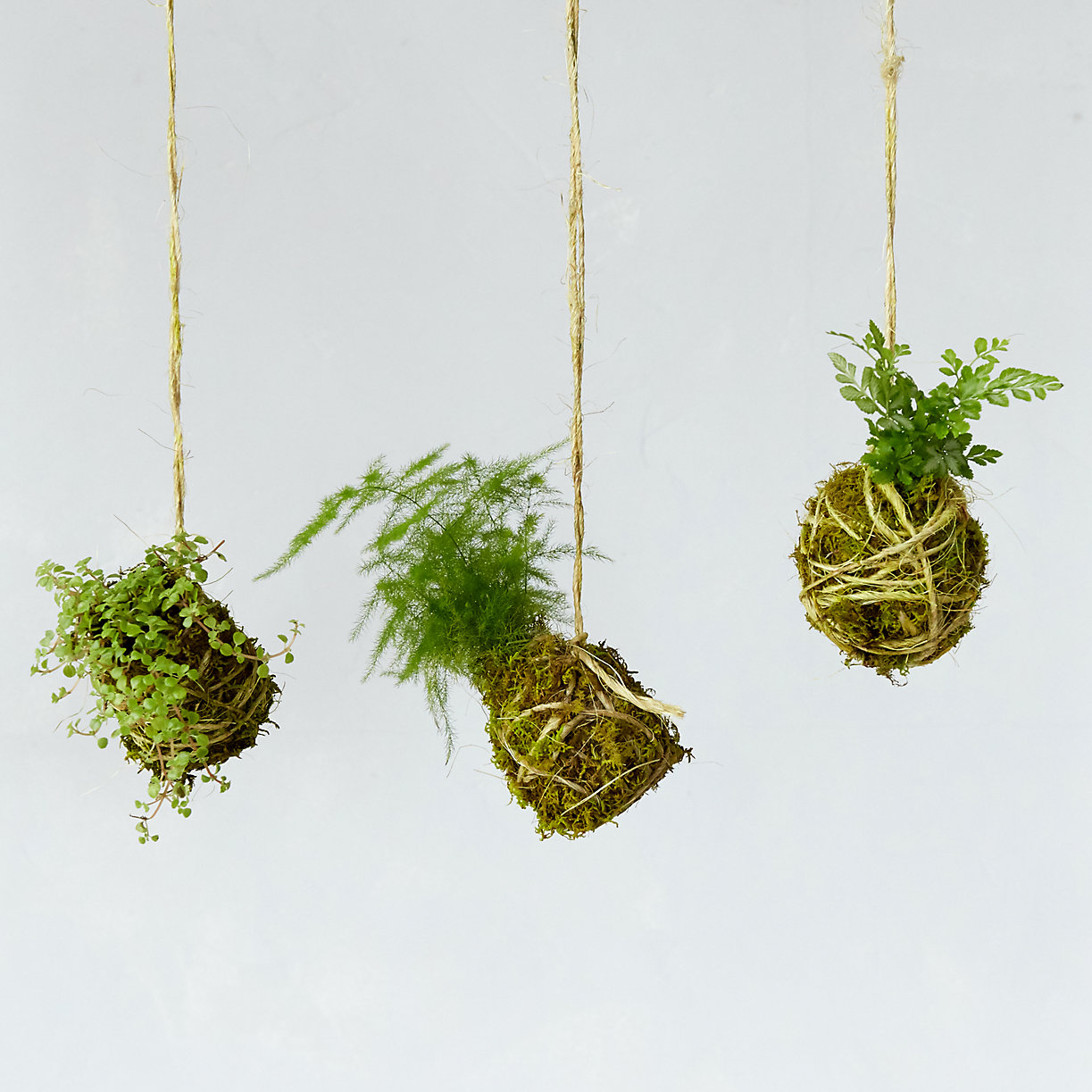 String garden from Terrain