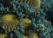 Barrel-cactus-mixed-with-blue-green-succulents-217x155