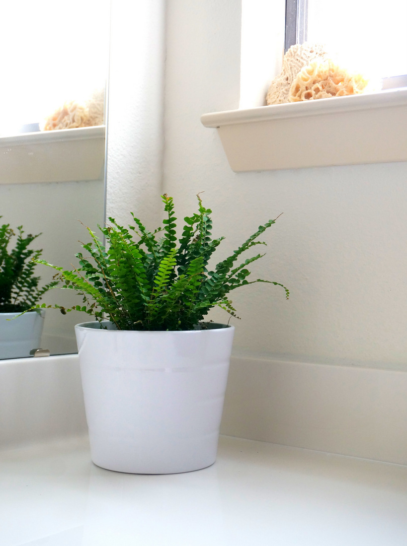 Button fern in a white bathroom