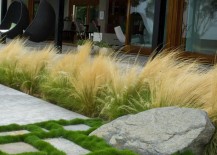 Feather-reed-grass-in-a-modern-yard-217x155