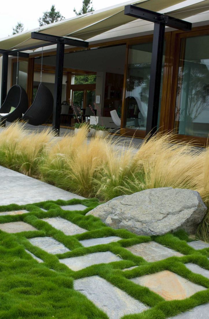 Feather reed grass in a modern yard