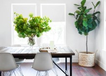 Fiddle-leaf-fig-in-the-studio-of-Camille-Styles-217x155