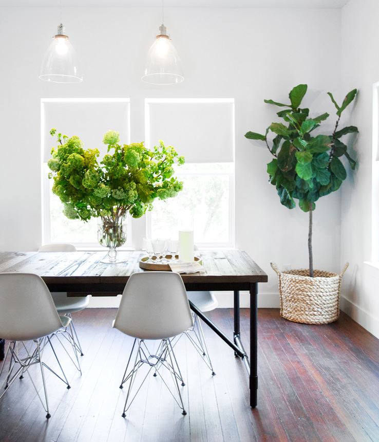 Fiddle leaf fig in the studio of Camille Styles